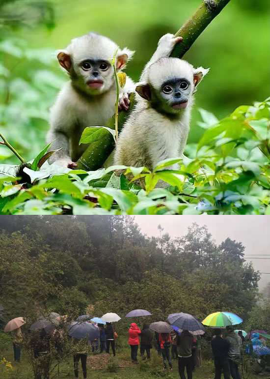 太陽能智慧路燈，太陽能智慧路燈廠家，太陽能智慧路燈價(jià)格
